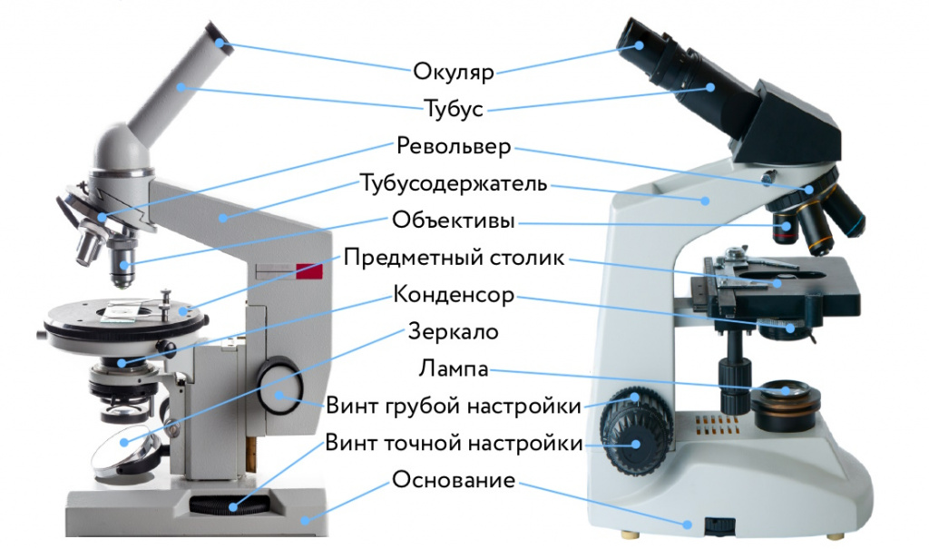 Как сделать образец для микроскопа